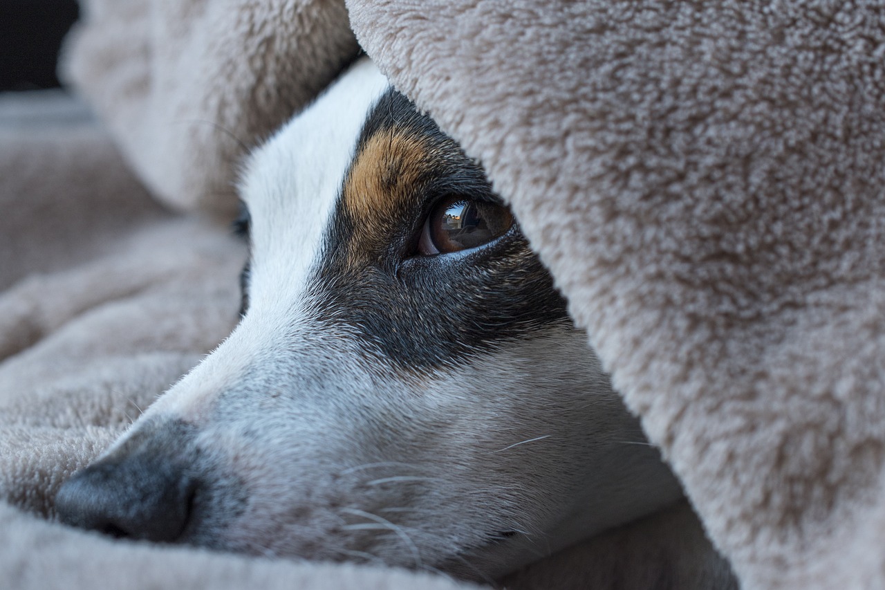 The Benefits of Homemade Treats for Dogs